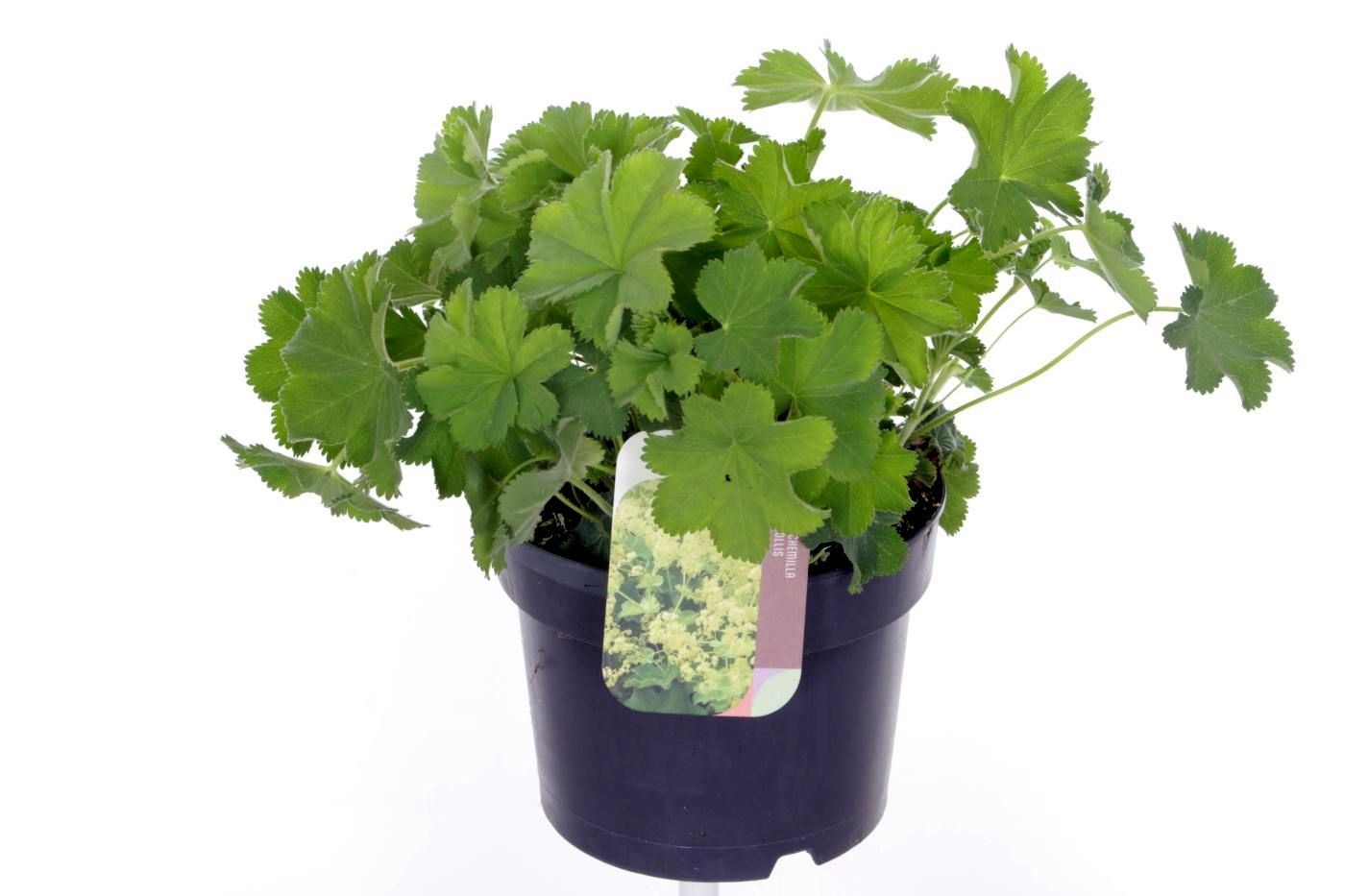 Alchemilla mollis, D 17
