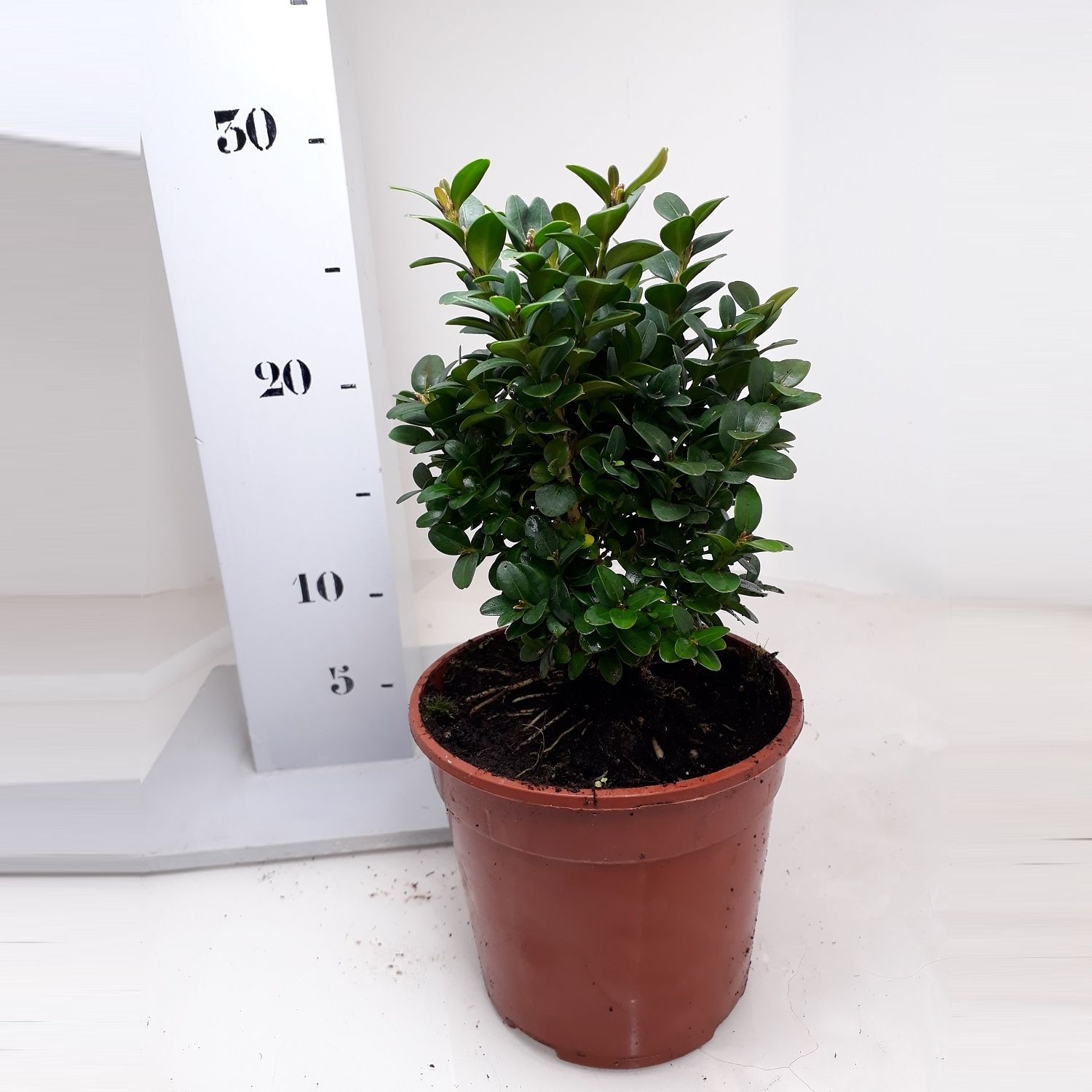 Buxus sempervirens 'Blauer Heinz' 15-20cm struik, D 13