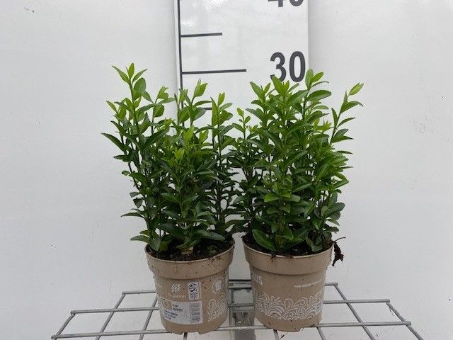 767 LDW : Pot 11 cm Euonymus Green Spire, D 11