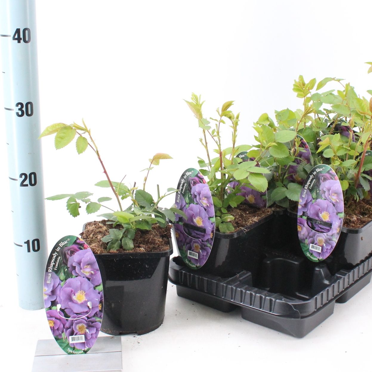 Rosa patio 'Rhapsody in Bleu' (Spelarosa geurende rozen), D 14 cm