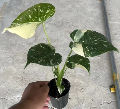 Монстера Грейд А Голден Тертел Бак Драцена сандериана 9 27