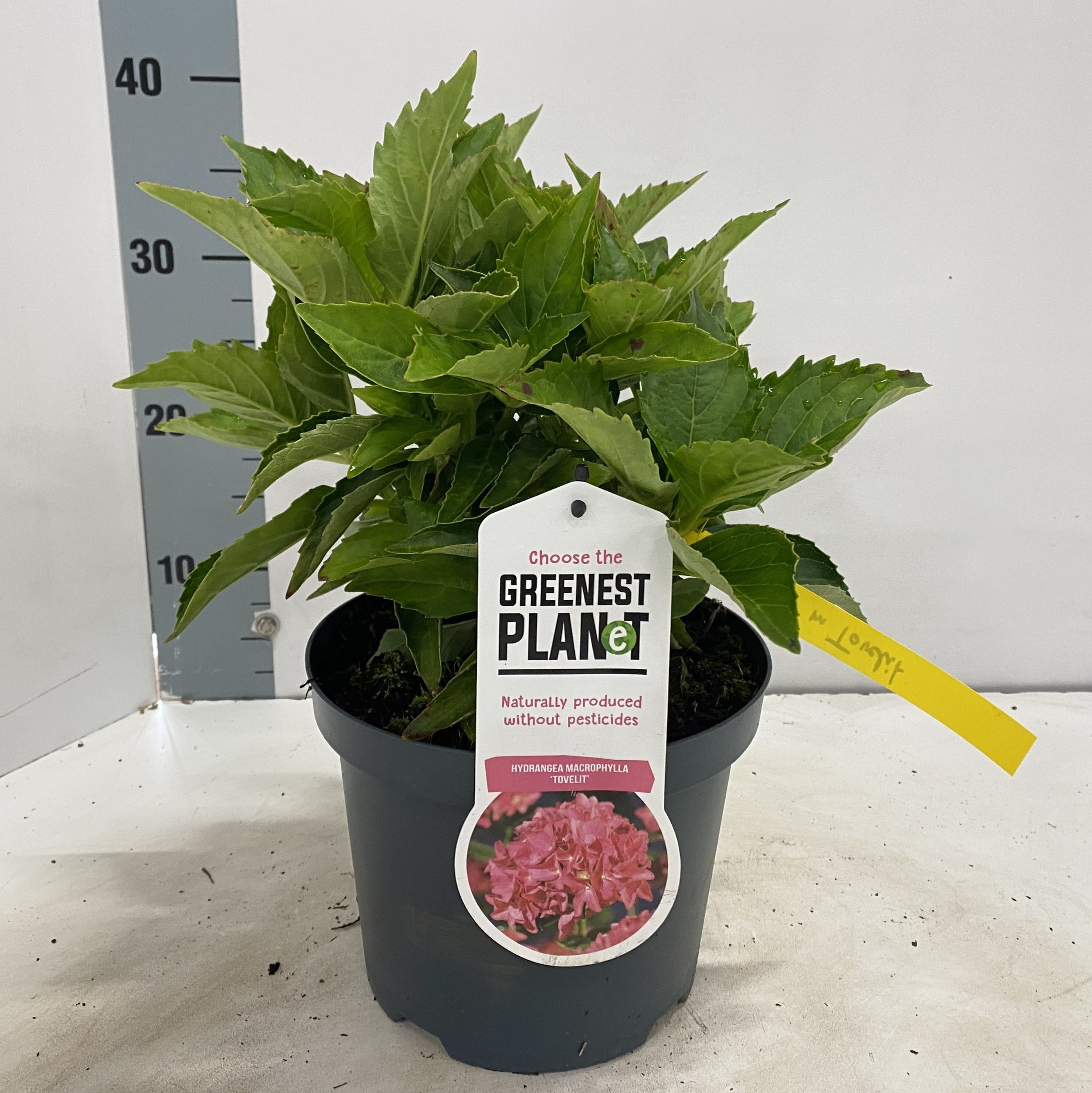 Hydrangea macr. 'Tovelit', D 19 cm