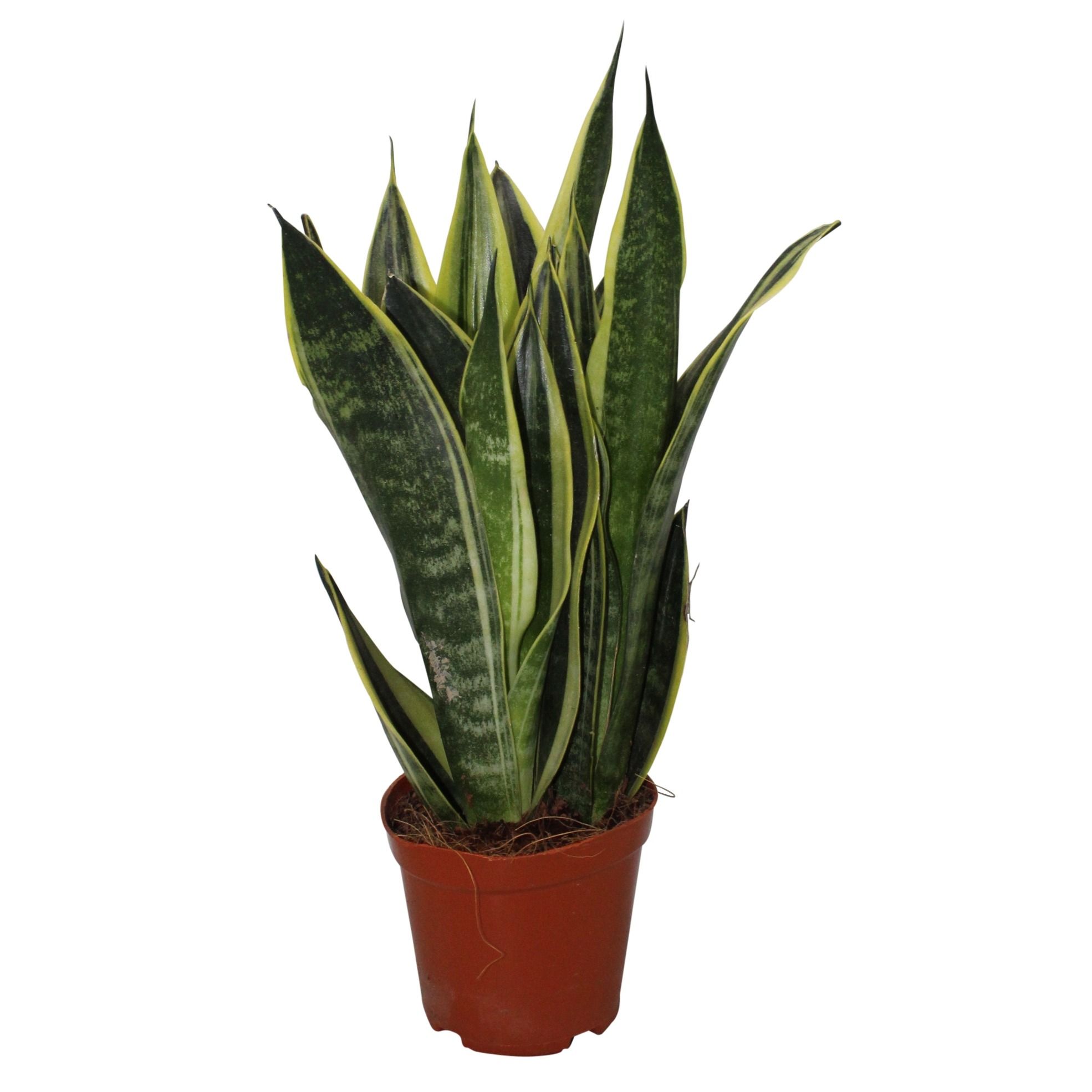 Sansevieria Canary, D 12 cm