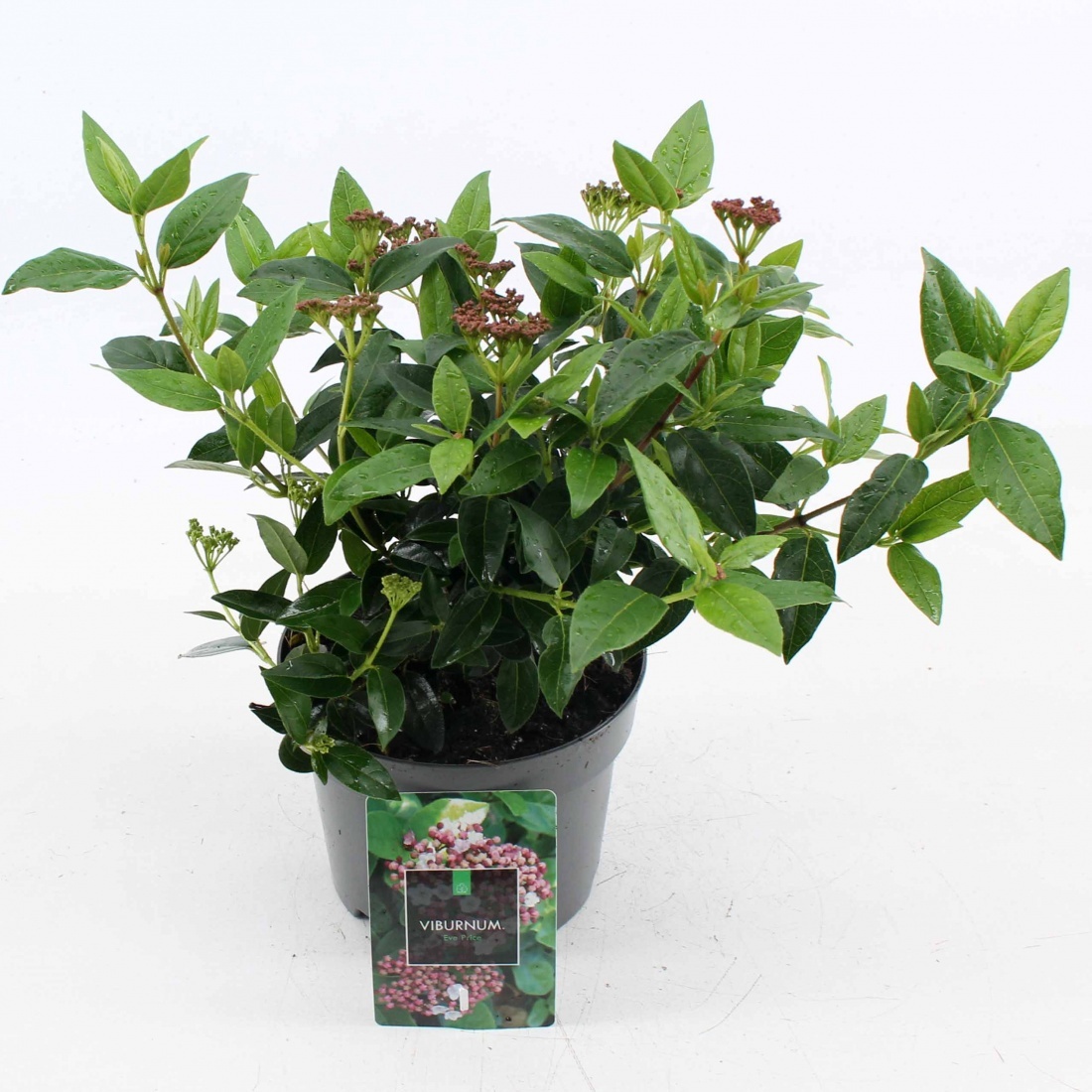 Viburnum tin. 'Eve Price', D 17