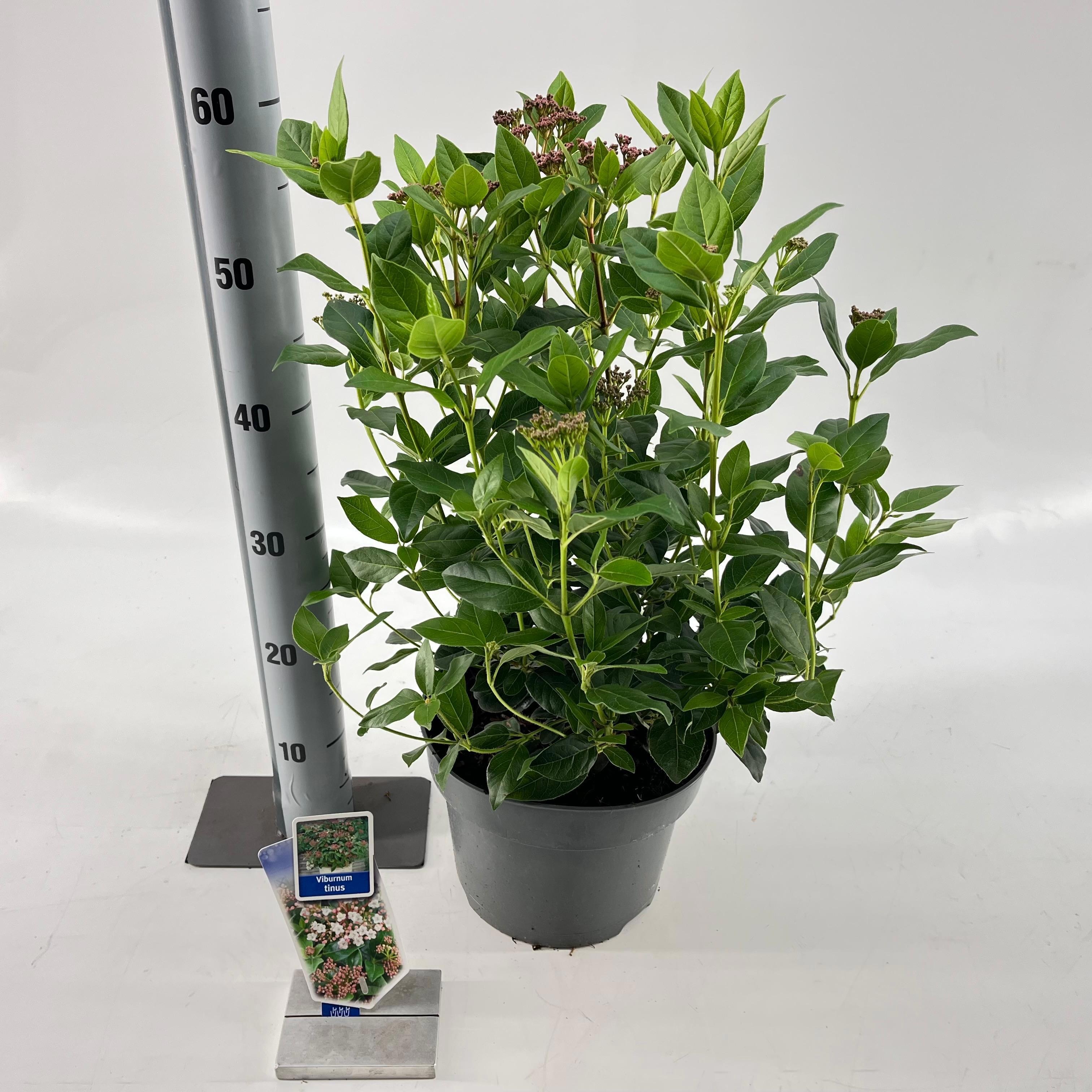 Viburnum tinus, D 23 cm Viburnum tinus, D 23 cm