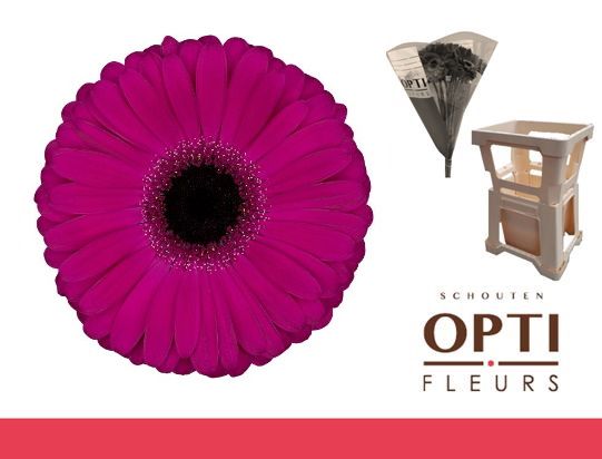 Гербера Аладин, шт. Гербера Аладин, шт.