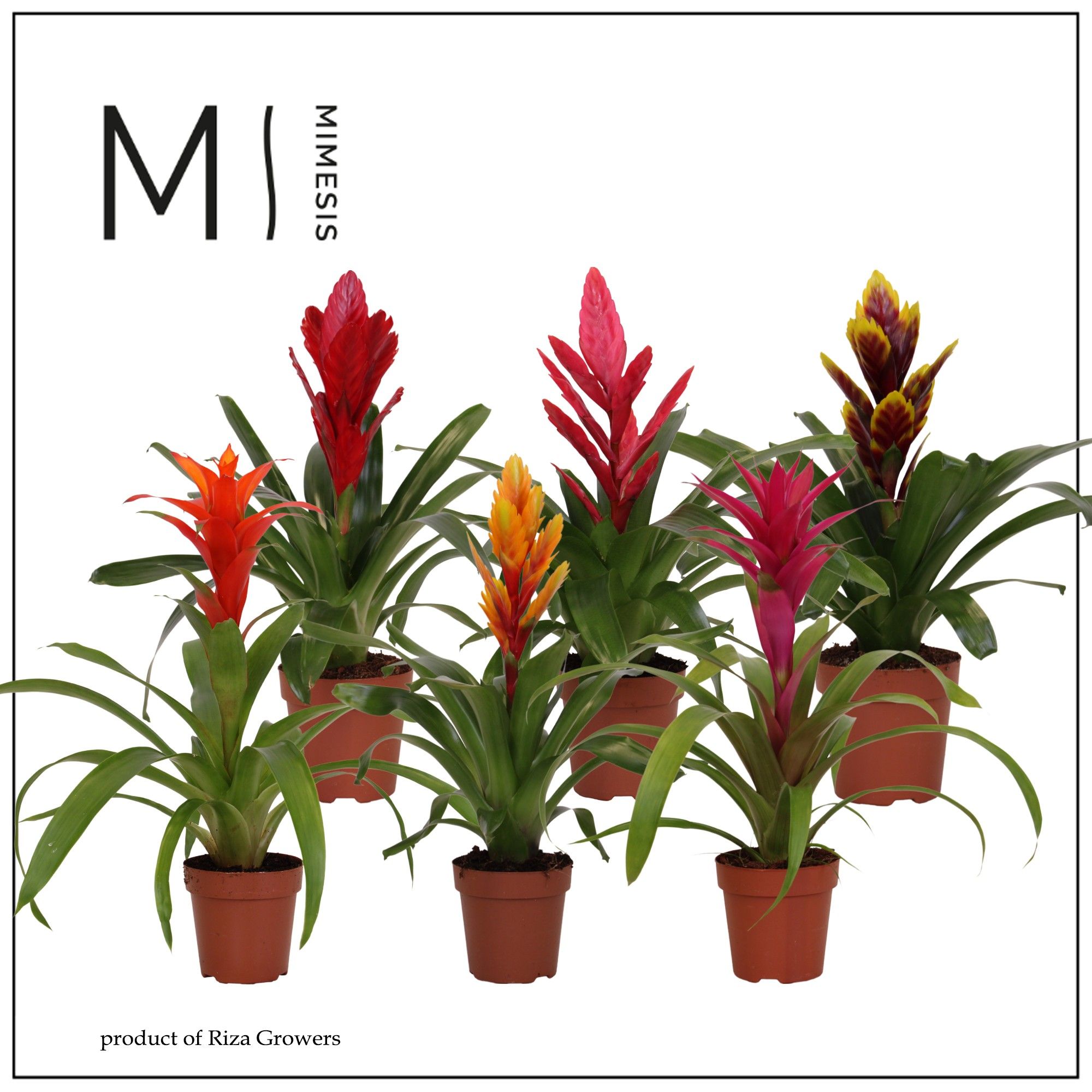 Bromelia Classic - 12cm | Mimesis, D 12