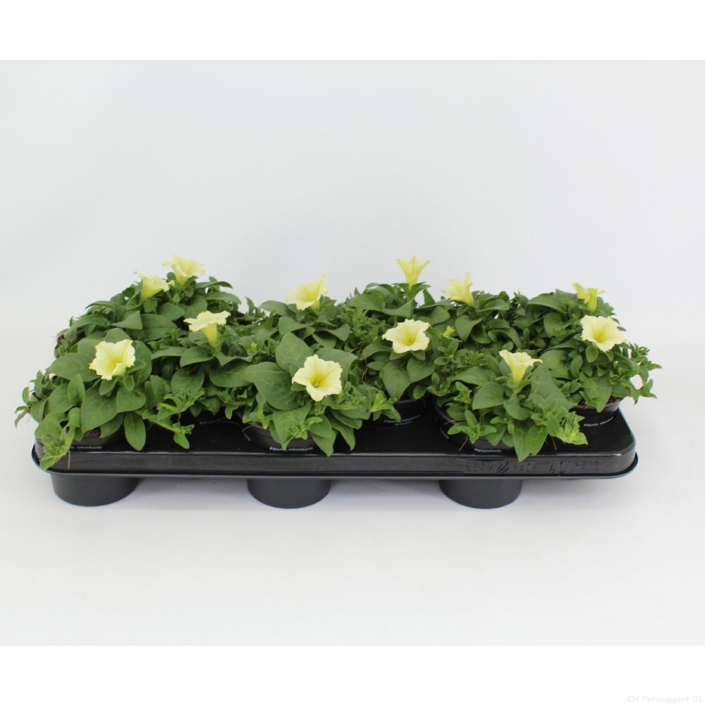 surfinia Yellow, D 10,5