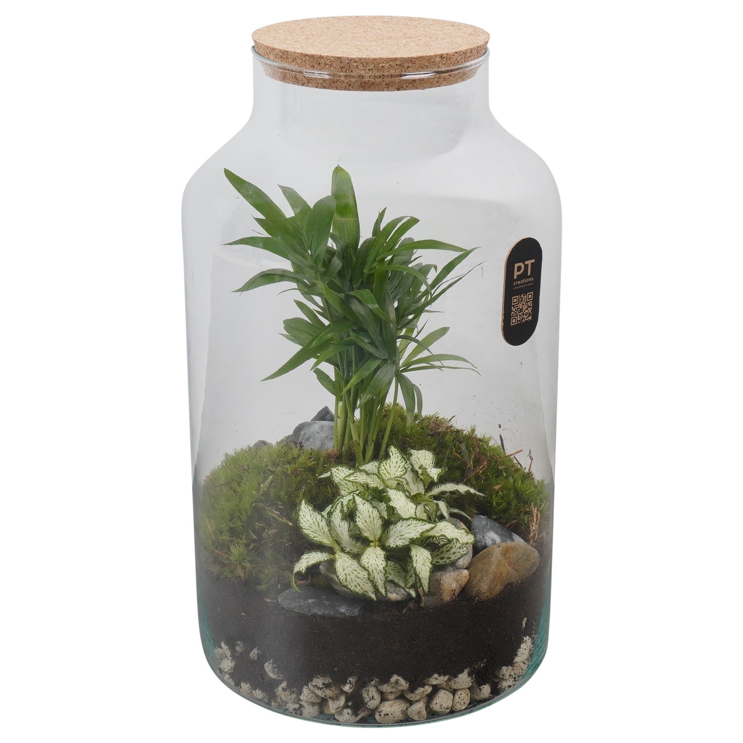 PTTER8140 Arrangement terrarium in glazen terrarium, D 18