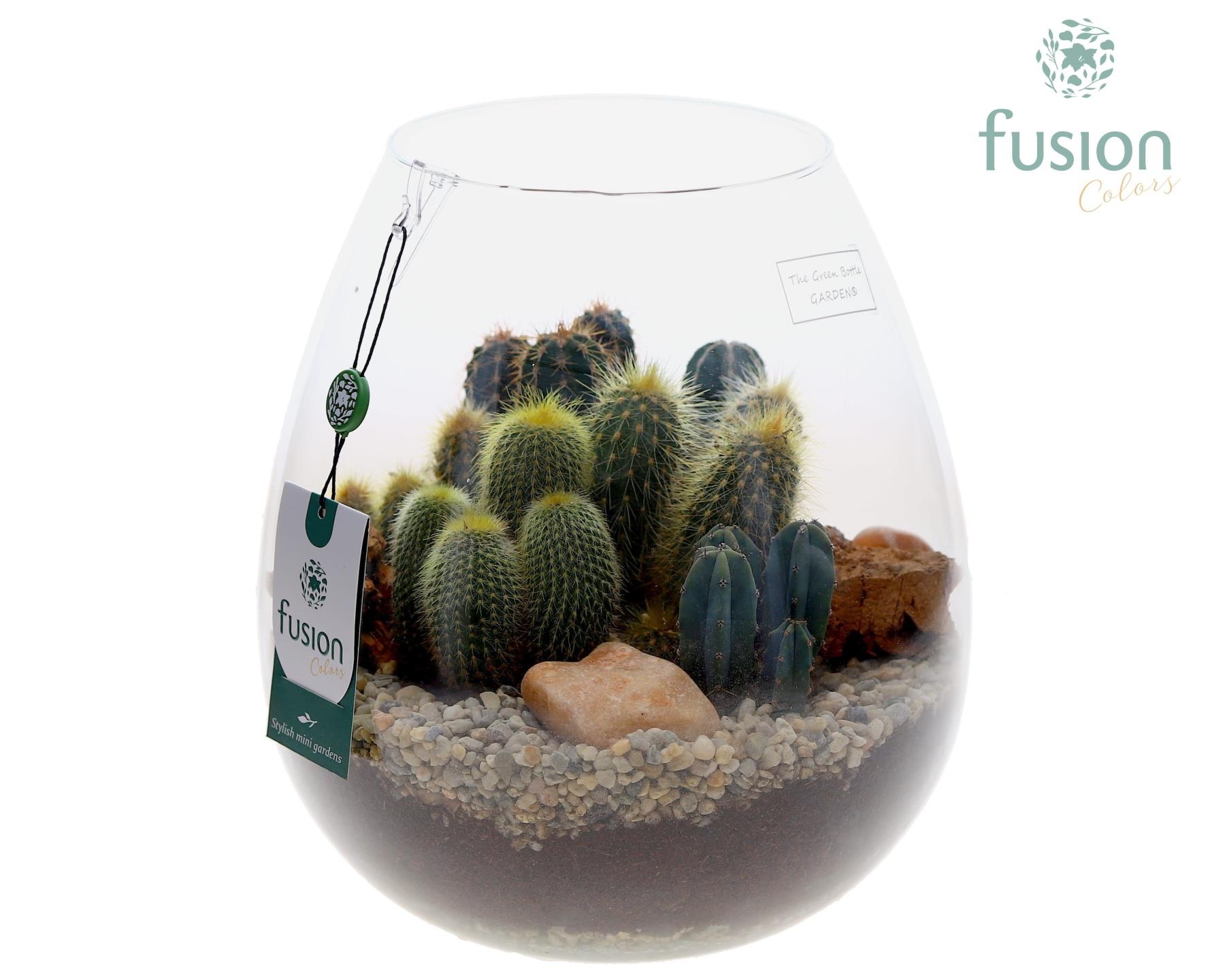 Green Bottle Abby Large met Cactussen, D 24