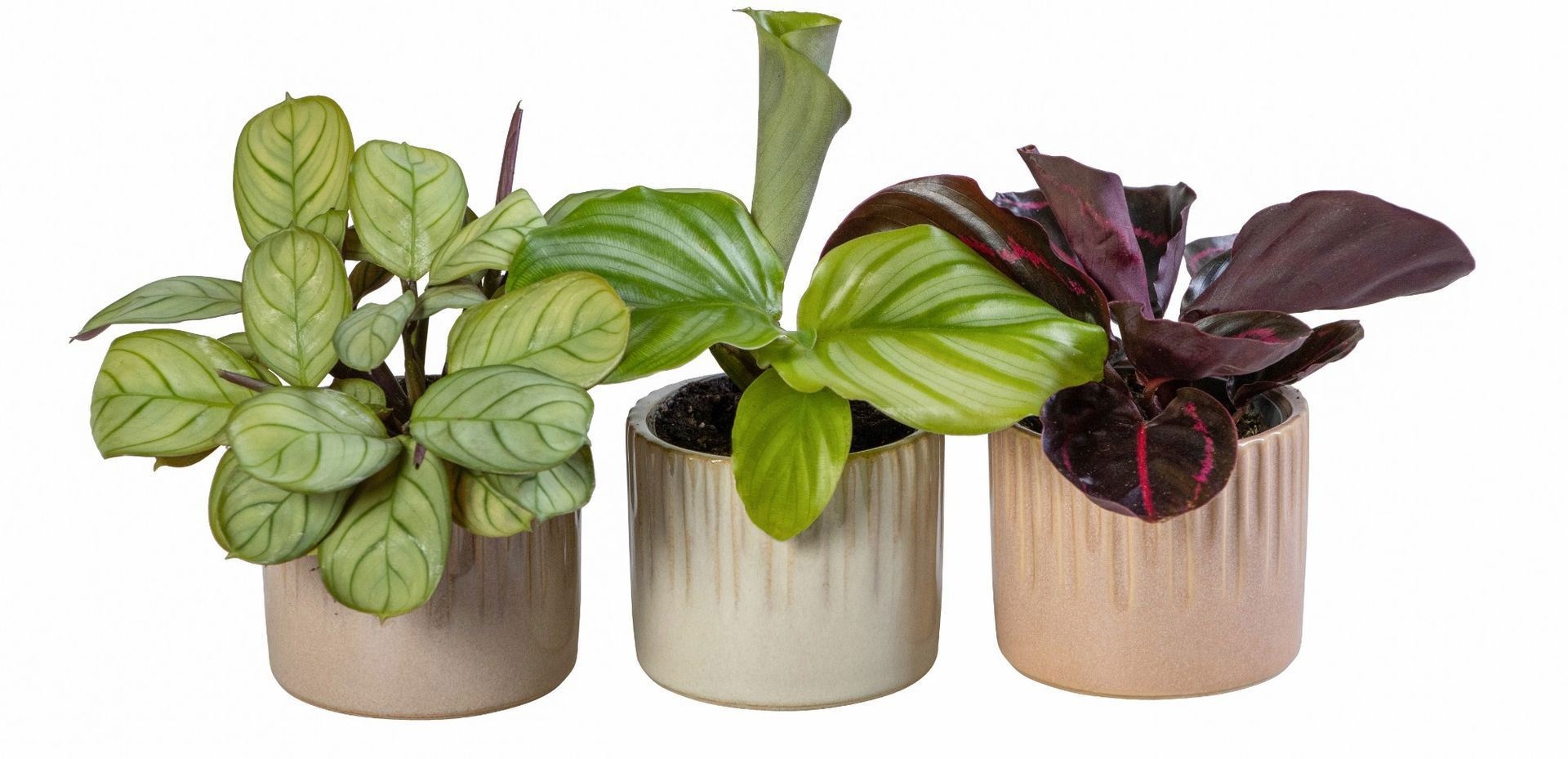 L 66018 With Calathea Mix 6 cm, D 6