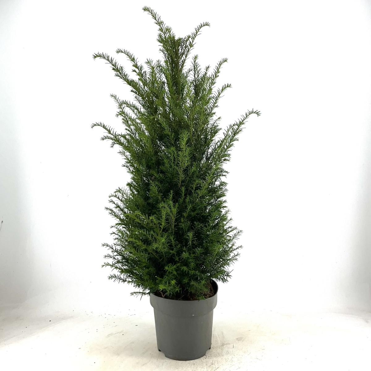 Taxus baccata, D 29