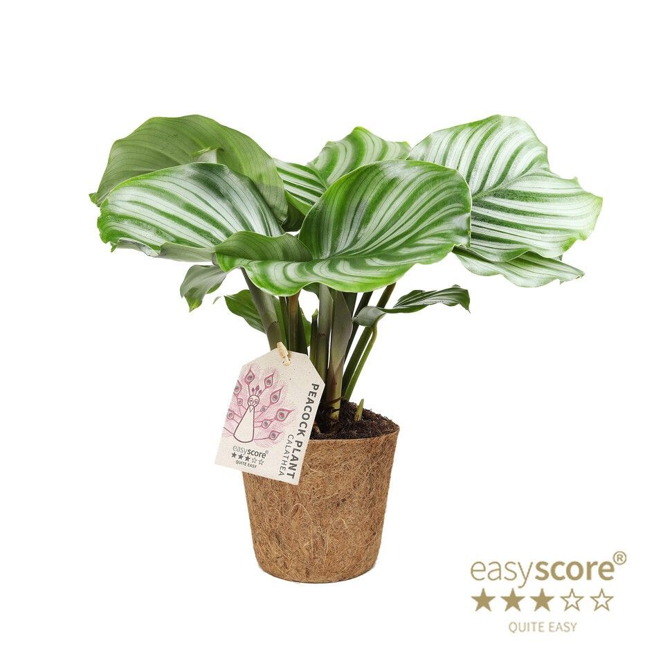 Calathea ´Orbifolia´ - COCOZ, D 11