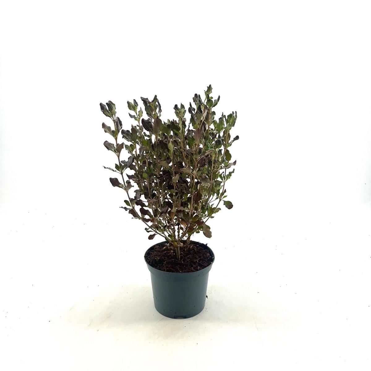 Coprosma r. Pacific Night, D 17