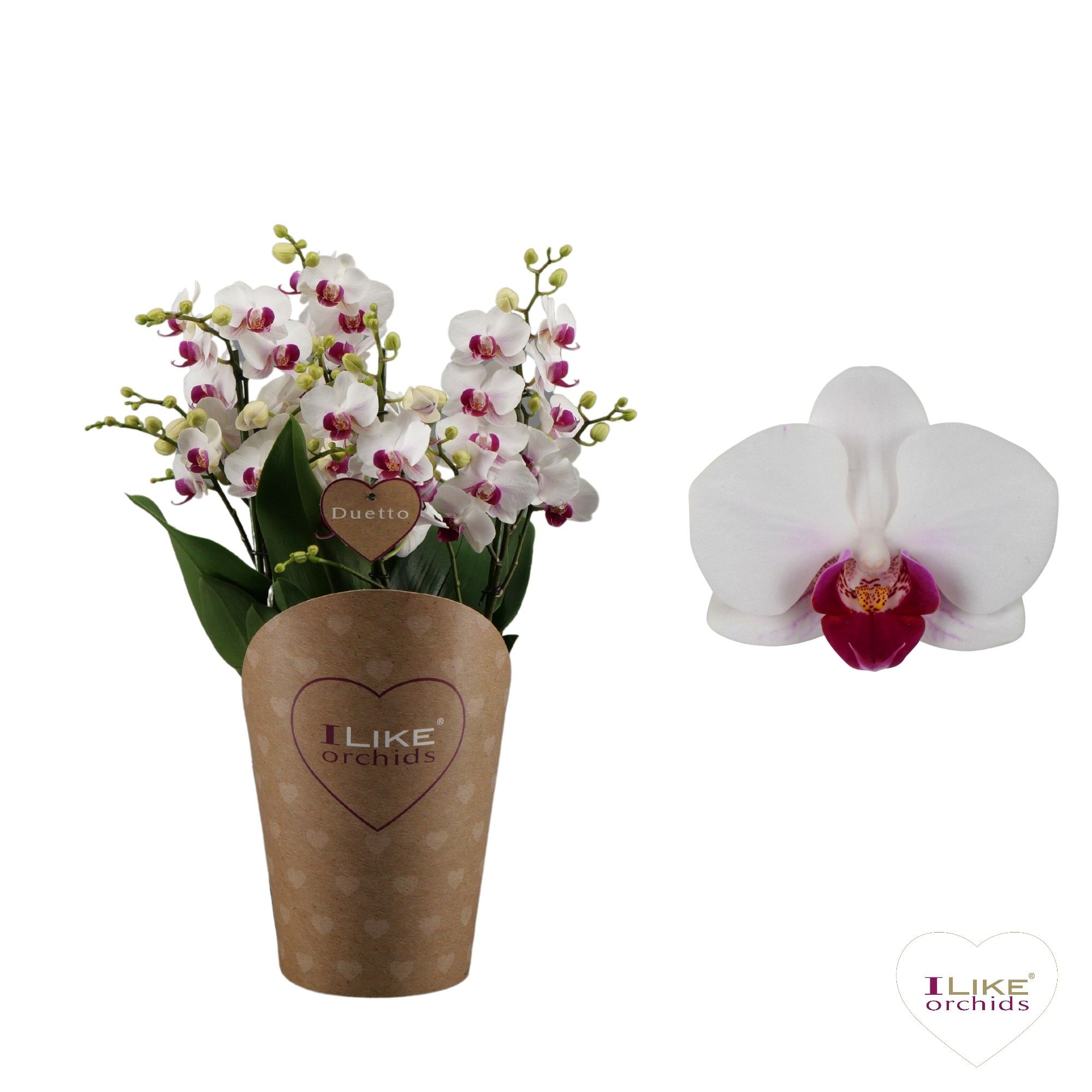 Duetto Multi - Safe Haven 60+, D 17