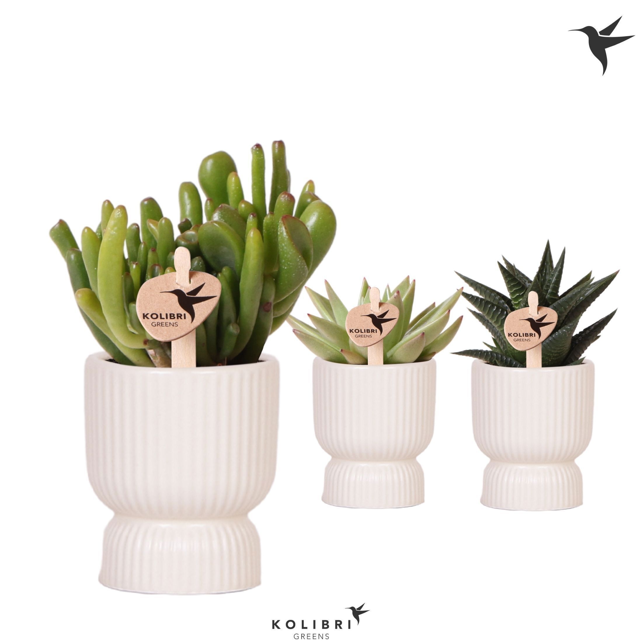 Kolibri Greens Succulenten mix in Diabolo pot travertine, D 6