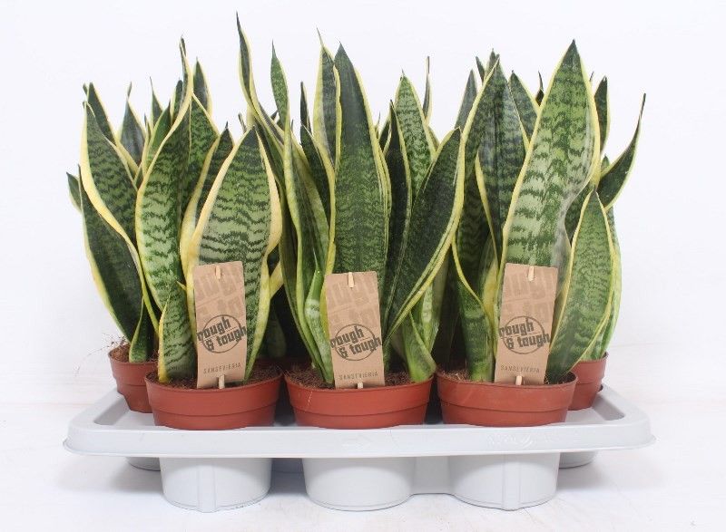 Sansevieria Superba, D 14