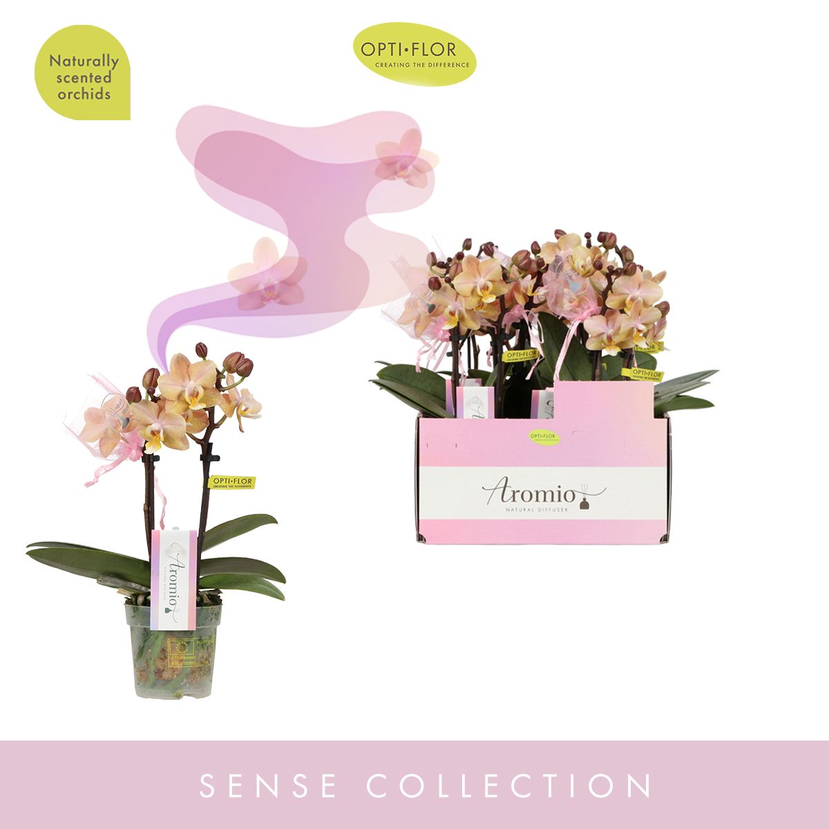 Aromio Honey 2 spike, D 7 cm