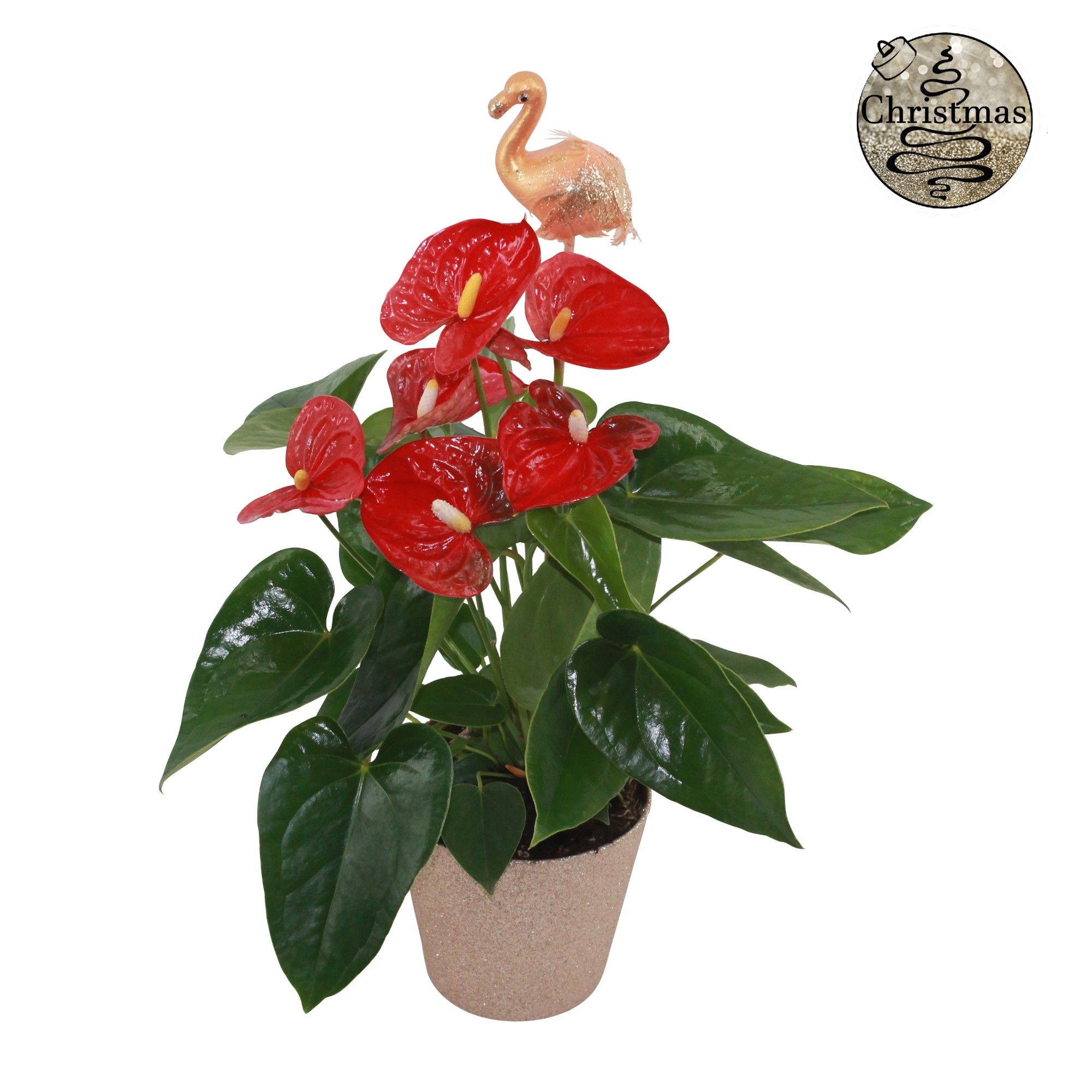 Anthurium XL.9 Jambo Red 12cm met gouden flamingo steker en in glitterpot, D 12