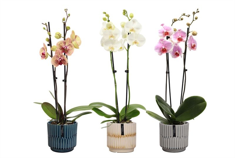 Stoneware p12 Sully mix Phal mix 2T14+, D 12 cm