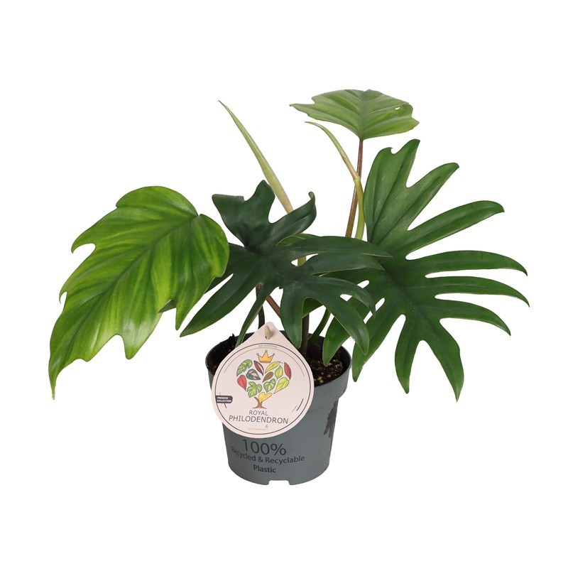 PHILODENDRON HYBRID 'MAYOI', D 12