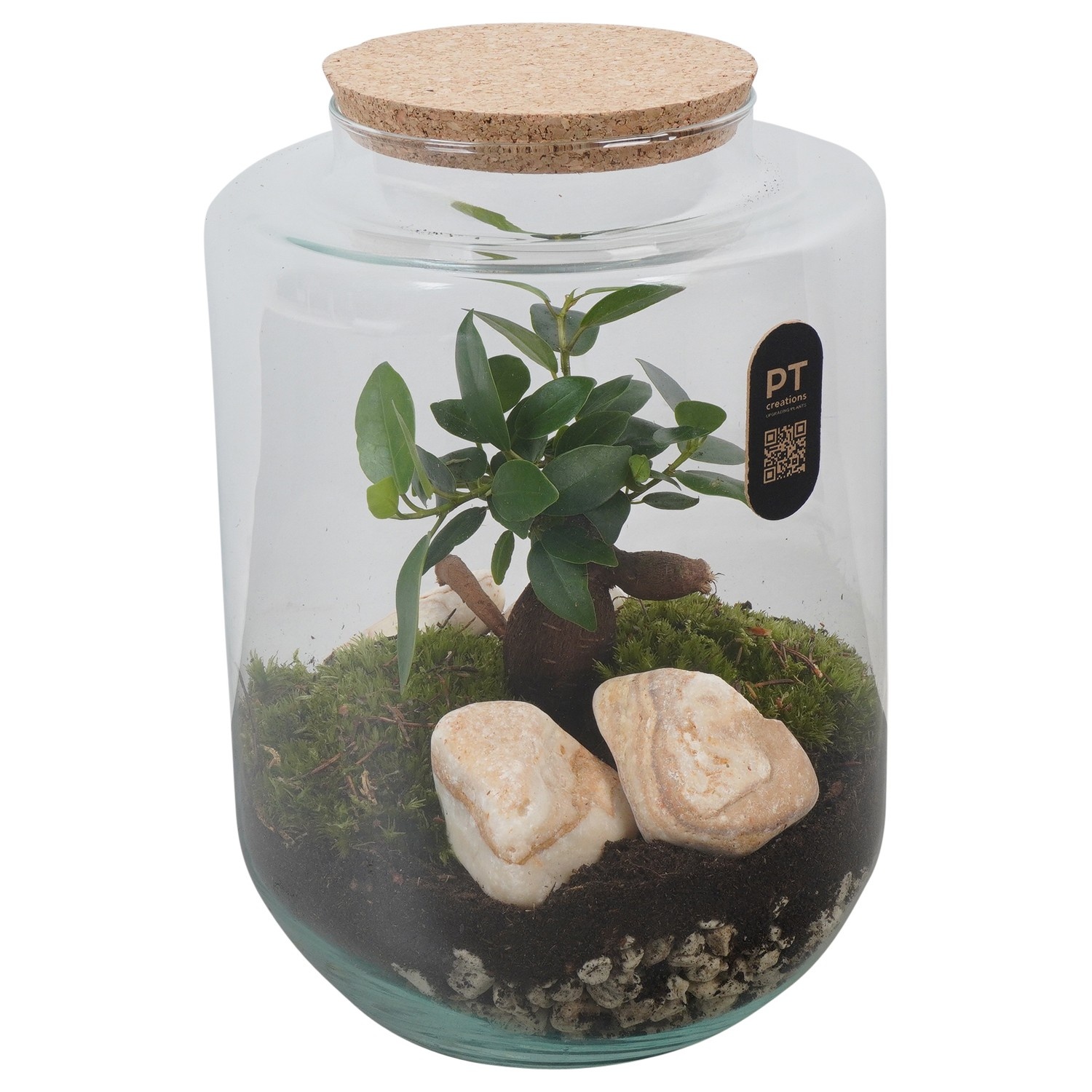 PTTER8125 Arrangement terrarium in glazen terrarium, D 17