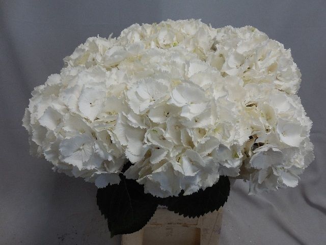 Гортензия Шнибл 60, шт.