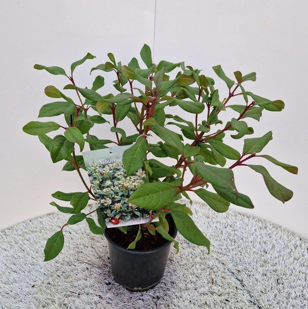 Viburnum x globosum 'Jermyn's Globe', D 17 cm
