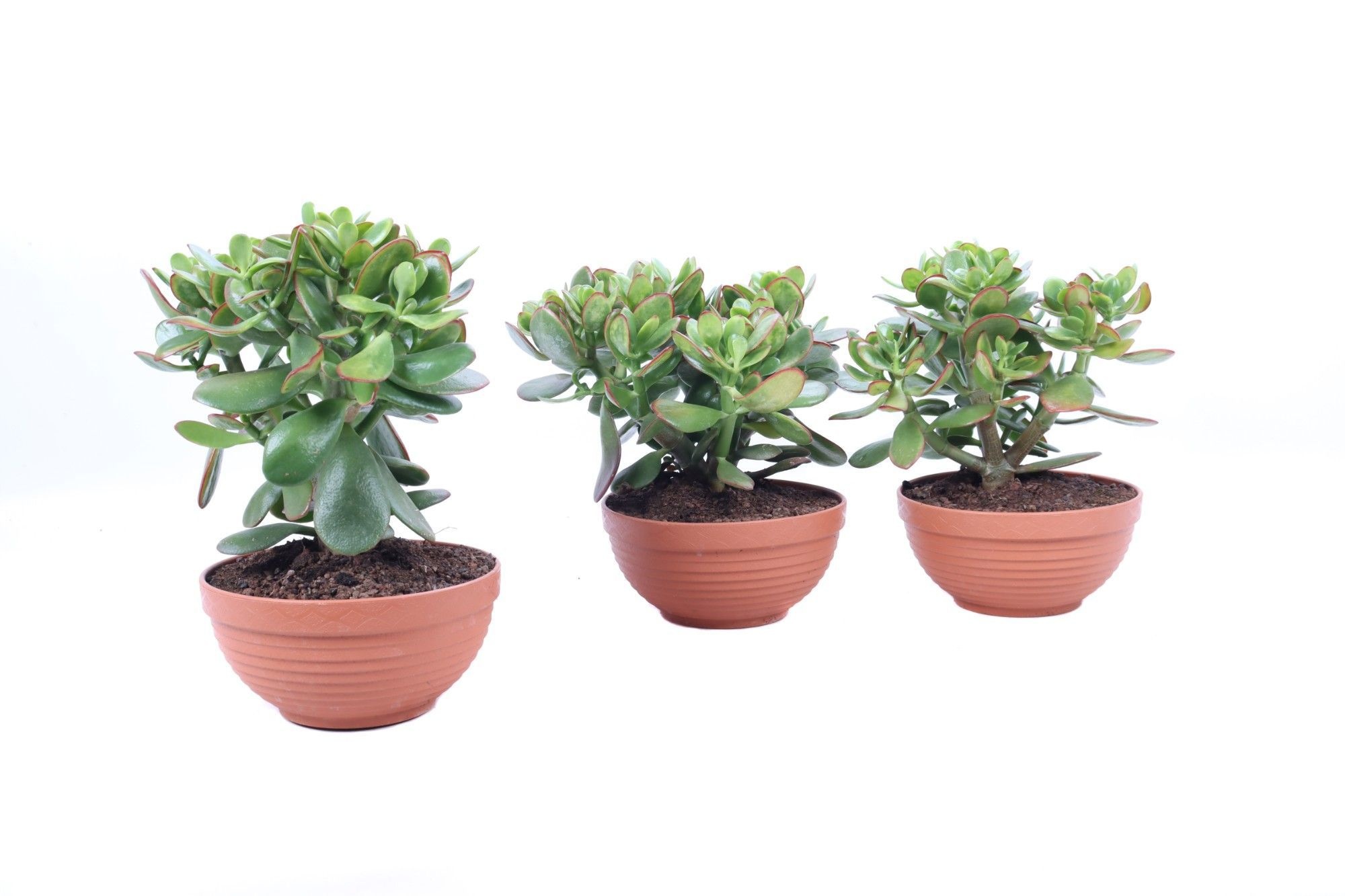 Crassula sunset schaal 17 cm, D 17