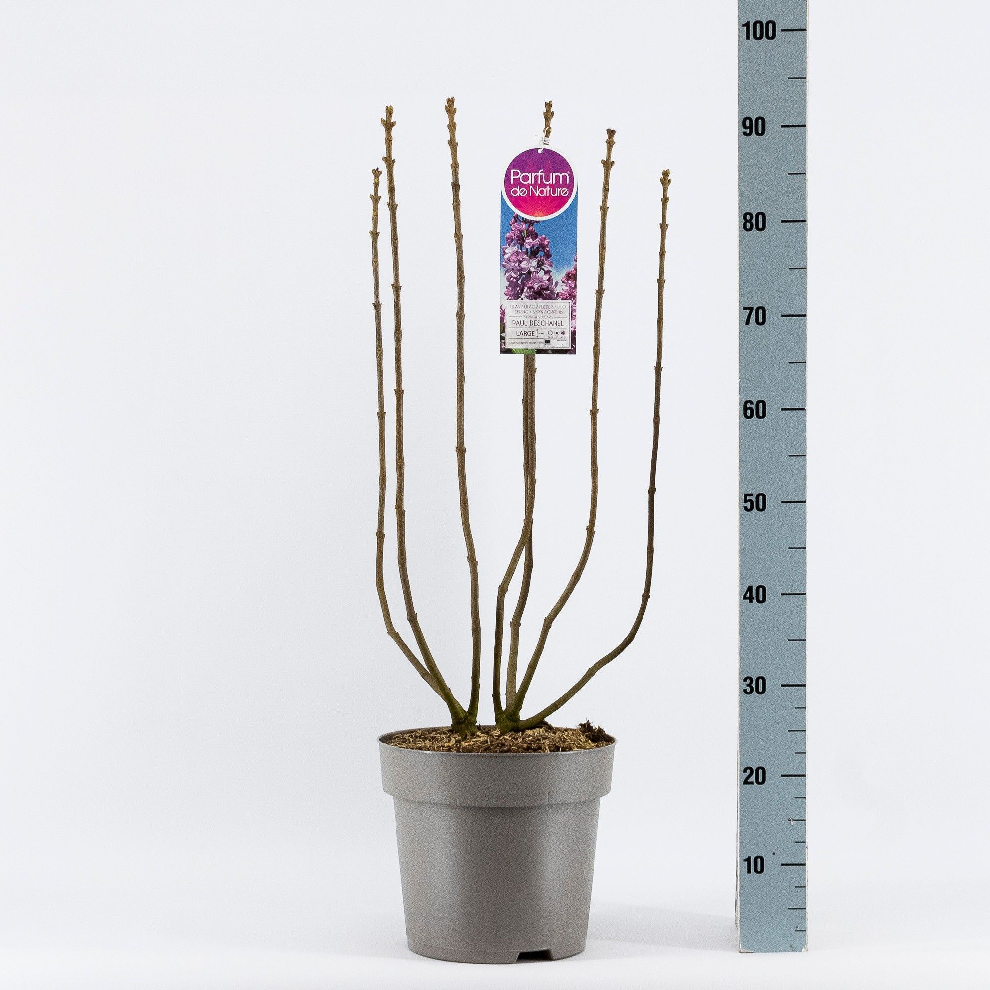 Syringa vul. Paul Deschanel, 2-jarig, C10 Solitair, D 27