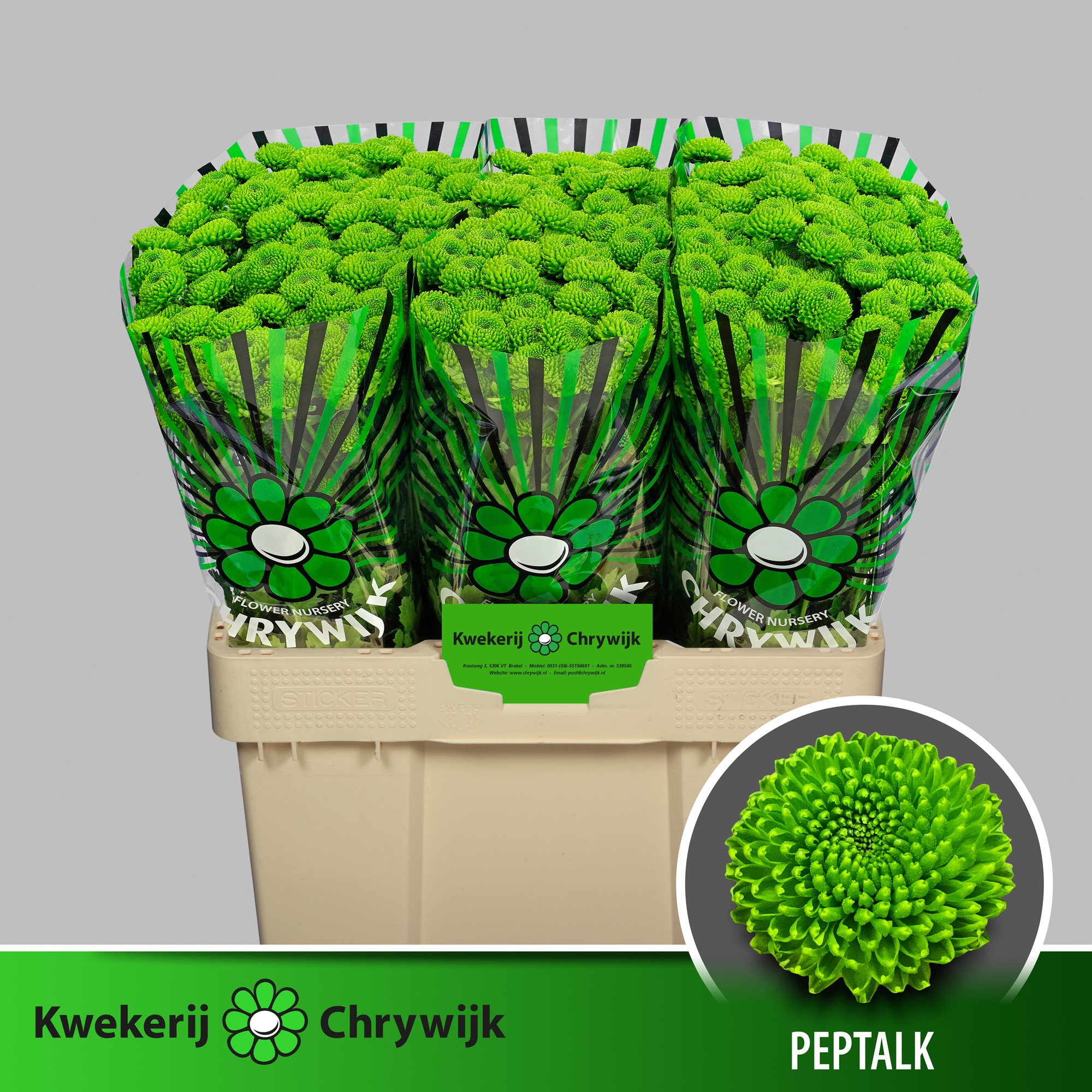 Сантини Пепток, шт.