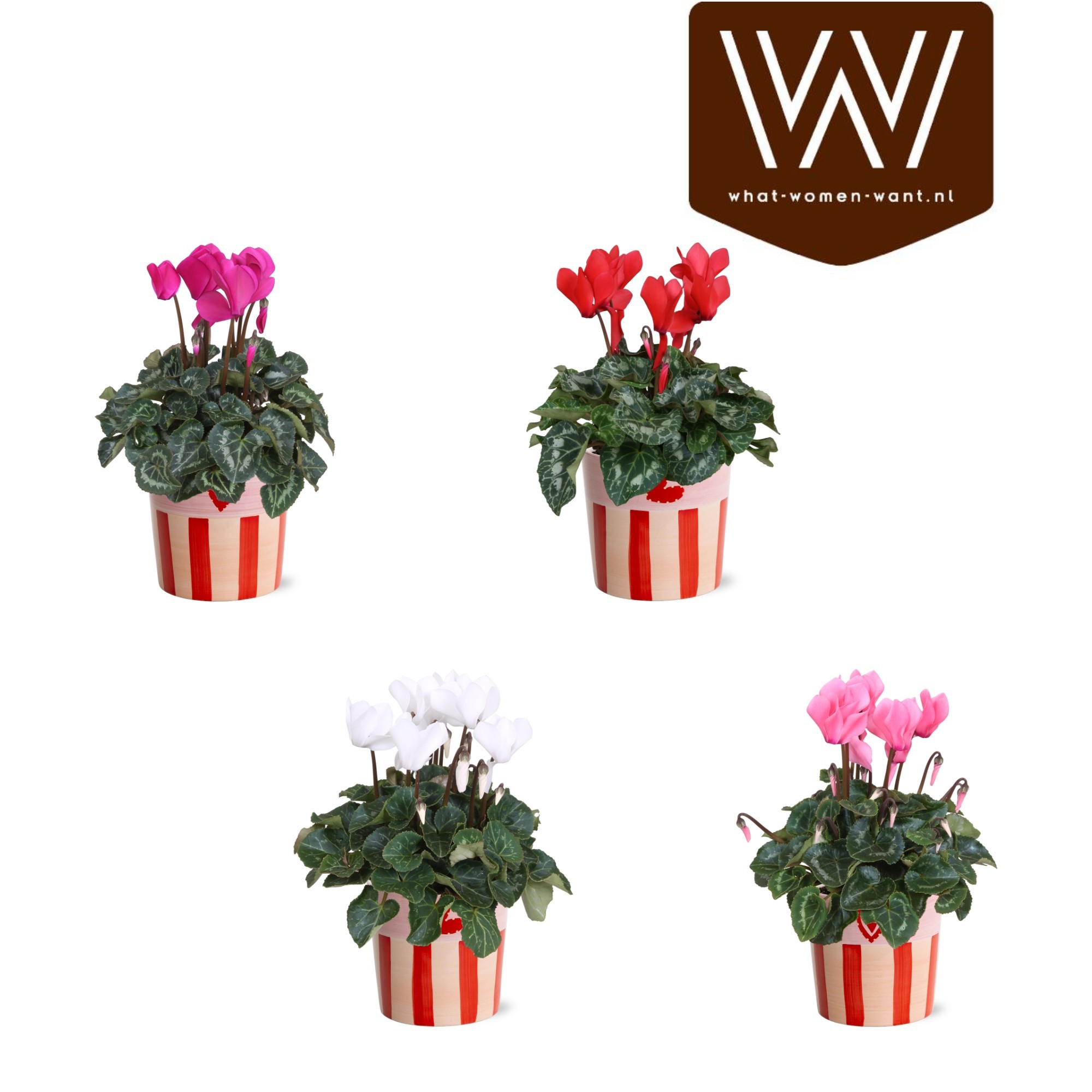 Collectie 'Sympathetic Moods' Cyclamen in Keramiek Romee, D 12