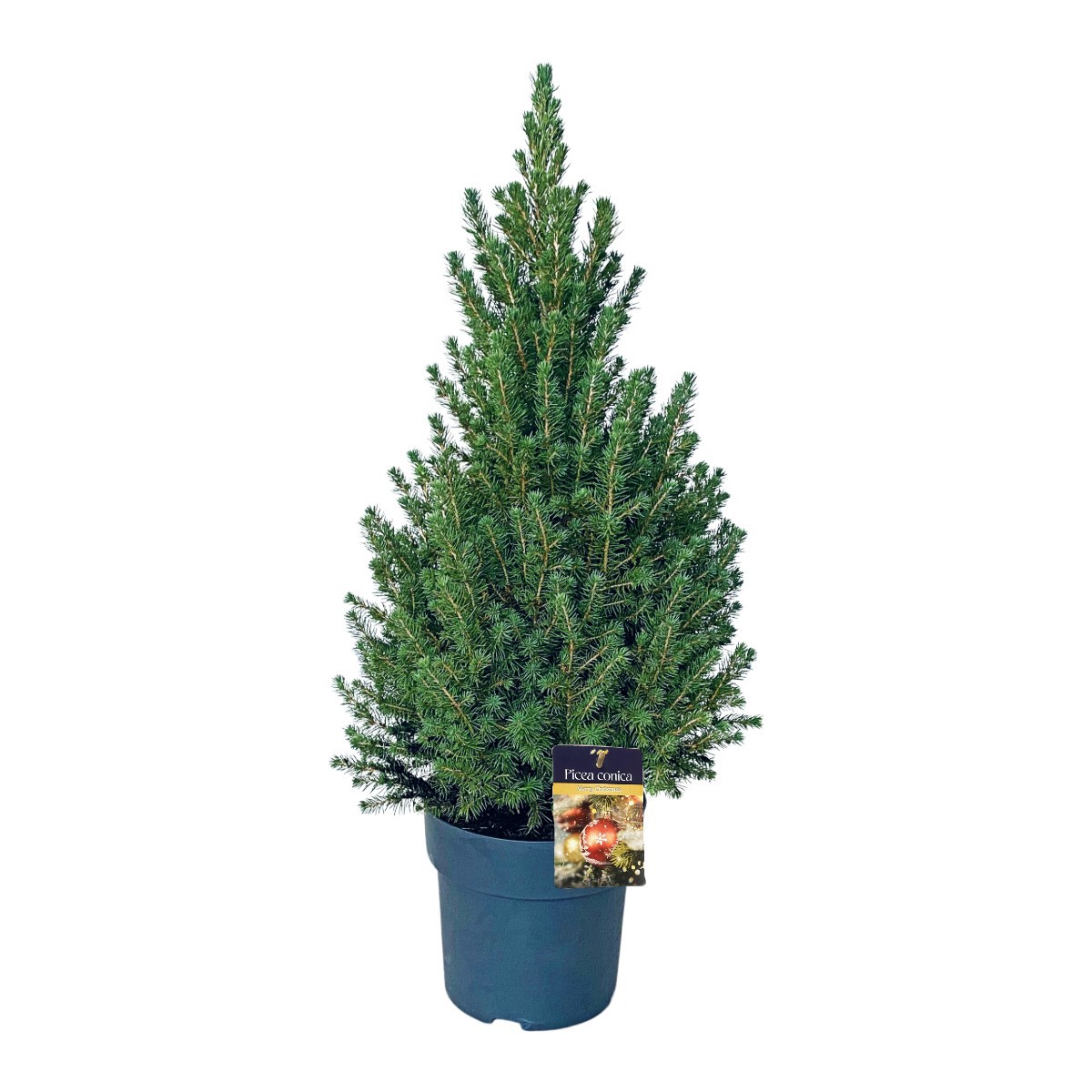 Picea gl. 'Conica' 60-70 cm Antraciet ( 80-90 cm ), D 23 cm