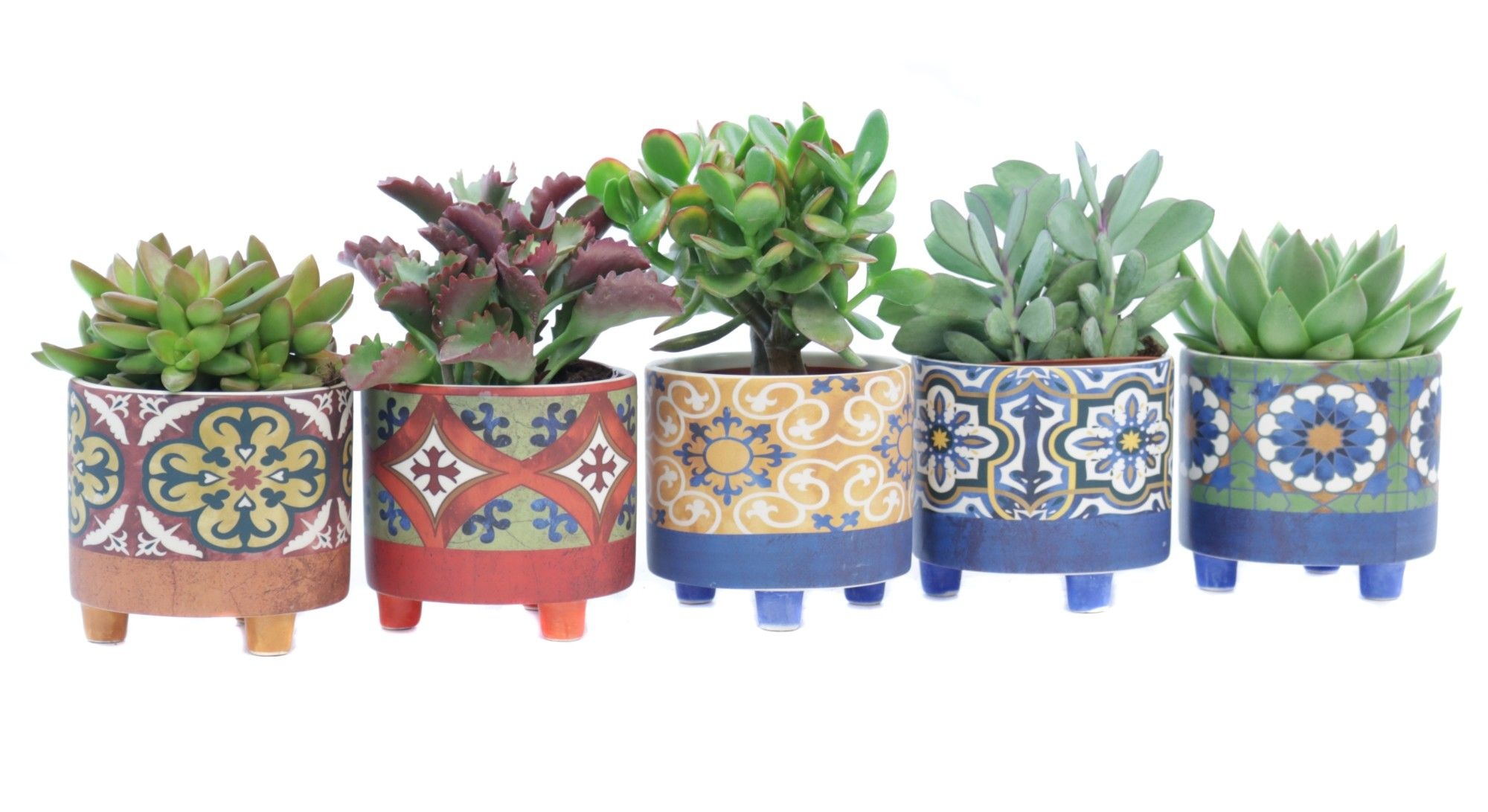 Succulent 10,5 cm in agadir sierpot, D 12