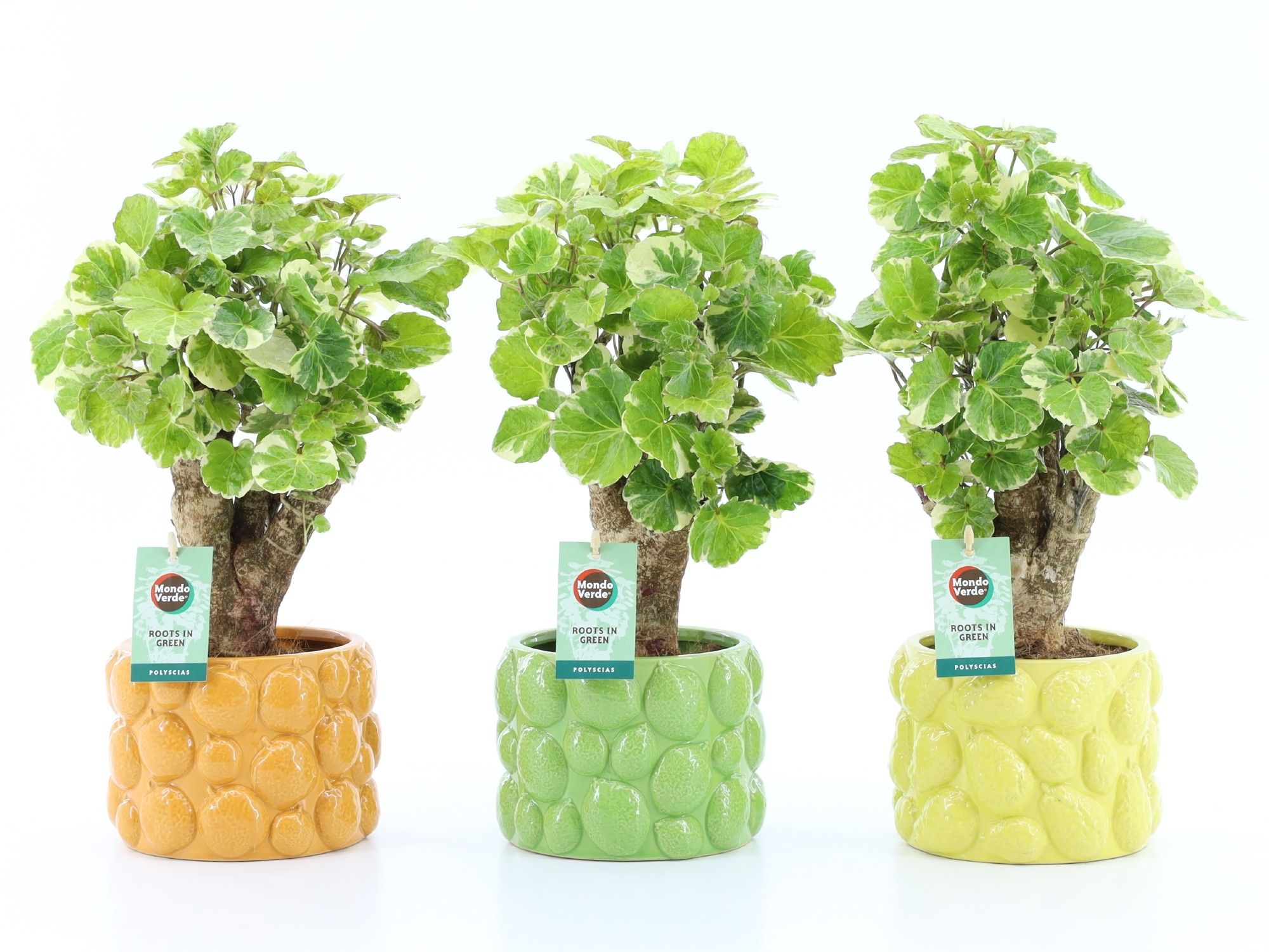 Polyscias Balfouriana in Dolce Frutta, D 15