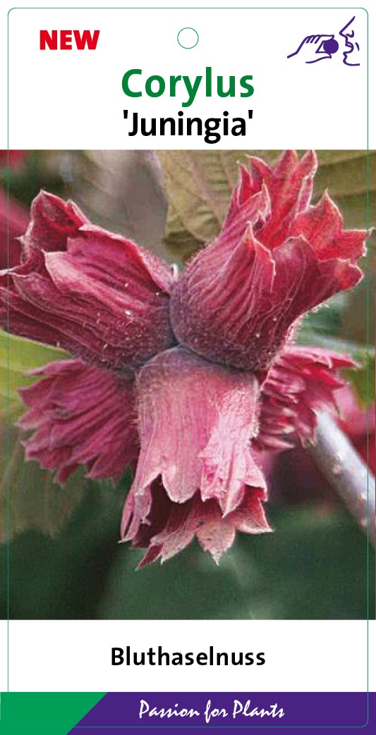 Corylus maxima 'Juningia' 80-100C5, D 23 cm