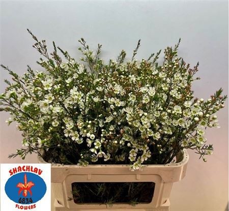 Шамелациум Сириус 80, шт.