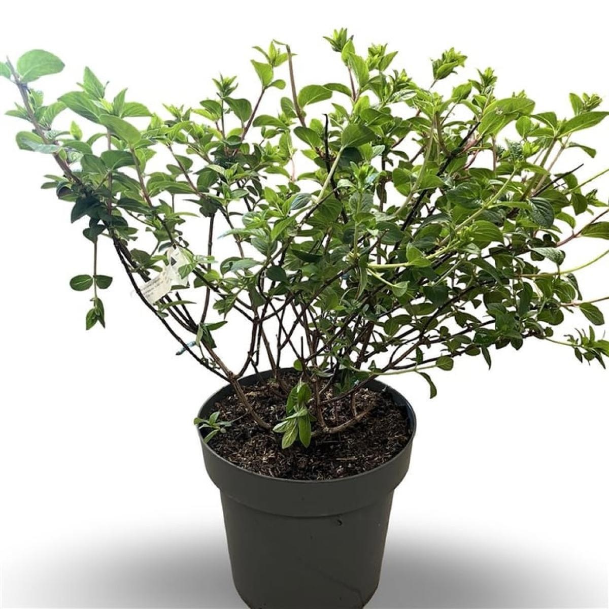 Hydrangea pan. Sundae Fraise, D 32