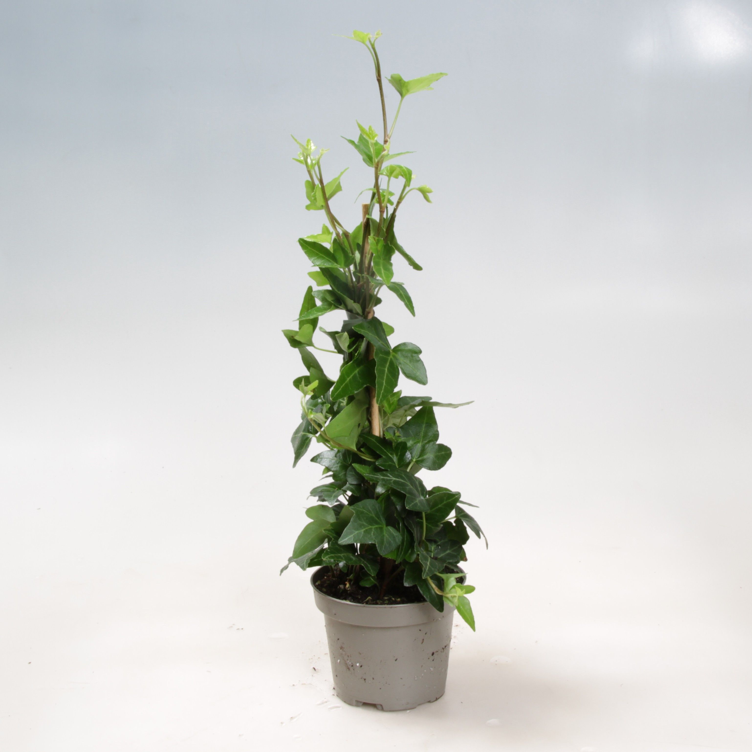Hedera Helix Stick 9 cm, D 9 cm Hedera Helix Stick 9 cm, D 9 cm