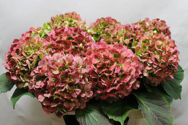 Гортензия Верена Классик 80, шт.