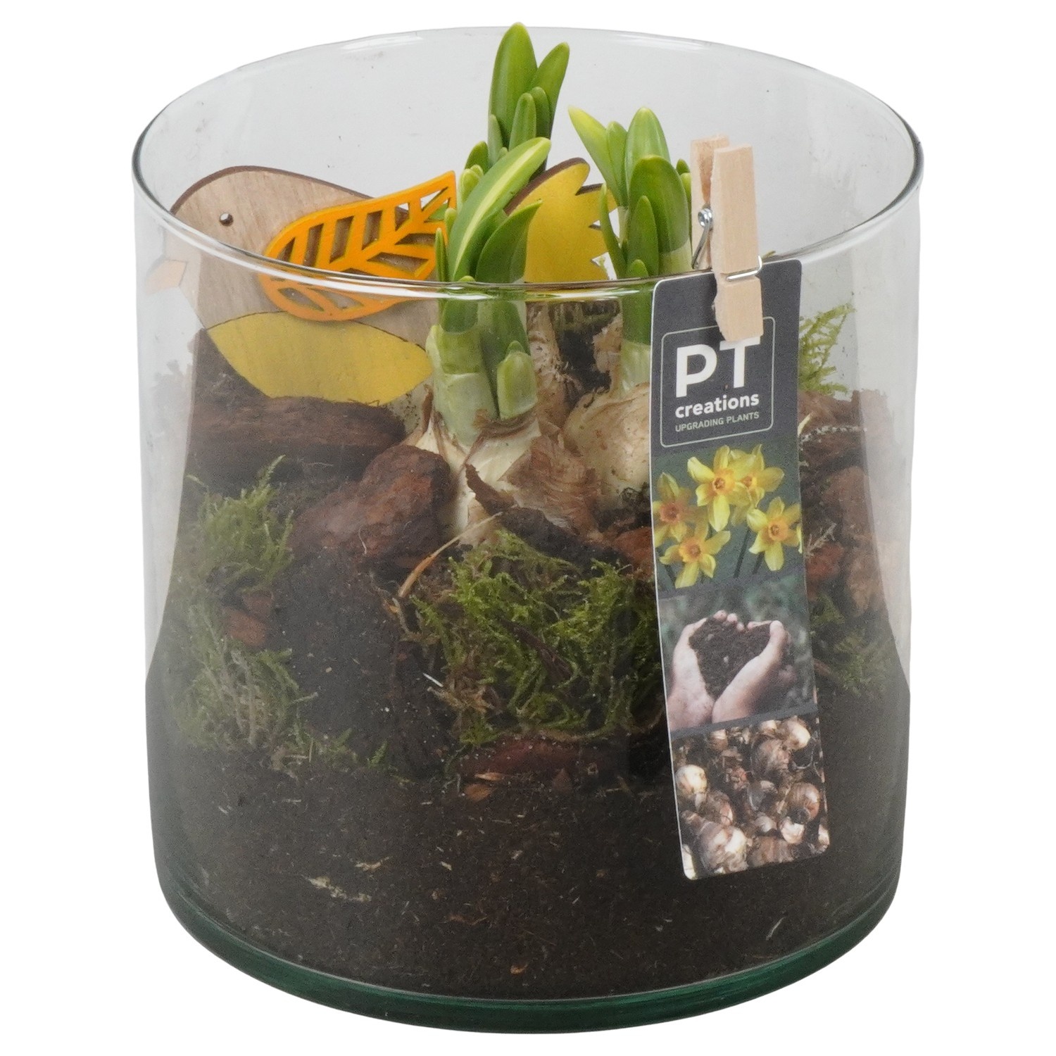 PTN8744 Arrangement Narcissus in glazen vaas, D 15