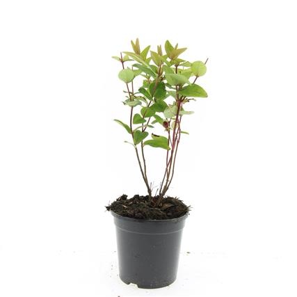 Hypericum androsaemum, D 14 cm