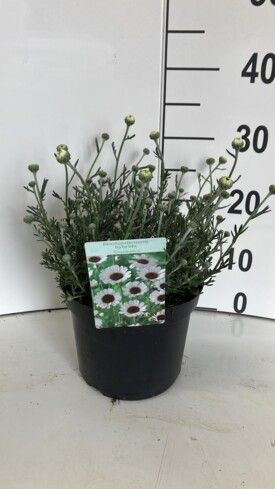 466 DVDS : POT 19 RHODANTHEMUM ORANGE-WHITE, D 19