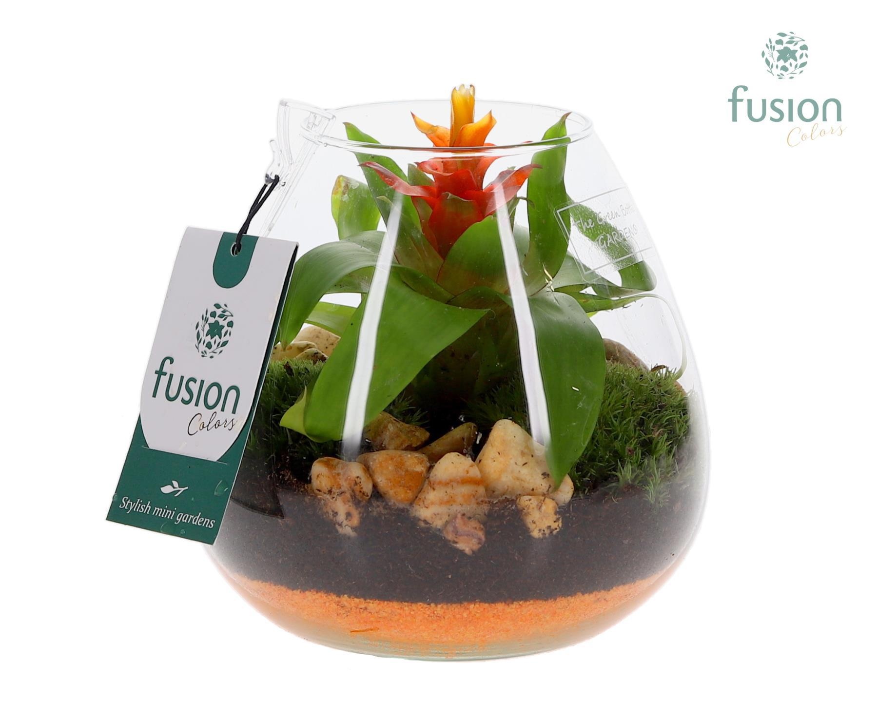 Green Bottle Abby Small met Bromelia, D 15 cm Green Bottle Abby Small met Bromelia, D 15 cm