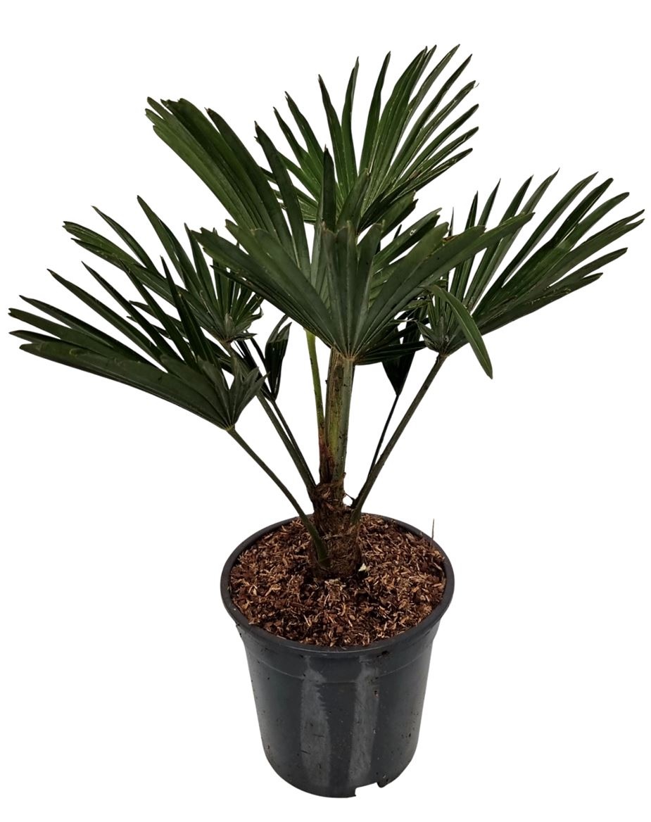 Trachycarpus Wagnerianus Nederlandse Teelt, D 19