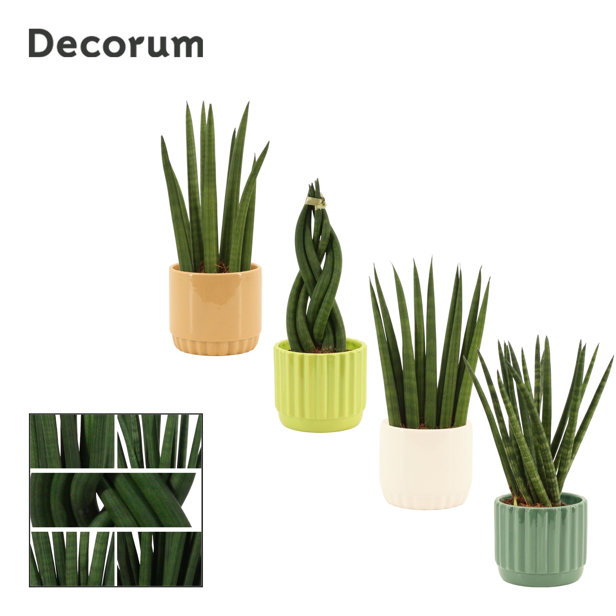 Sansevieria Cylindrica 9 cm Mix in Liam (Natural bubble-collecti, D 9
