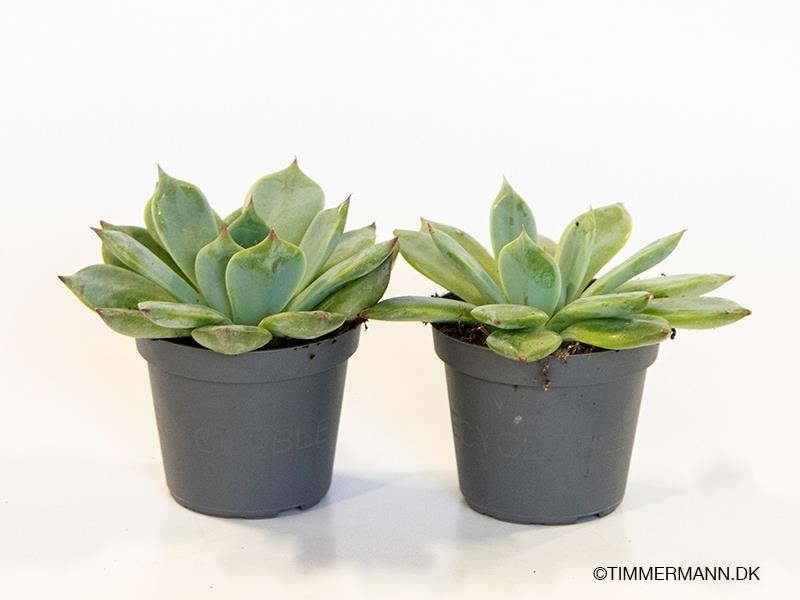 ECHEVERIA-HYBRID 'PARVA', D 6