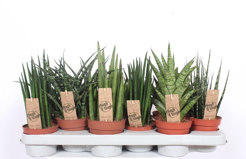 Sansevieria Luxe mix, D 10,5 cm