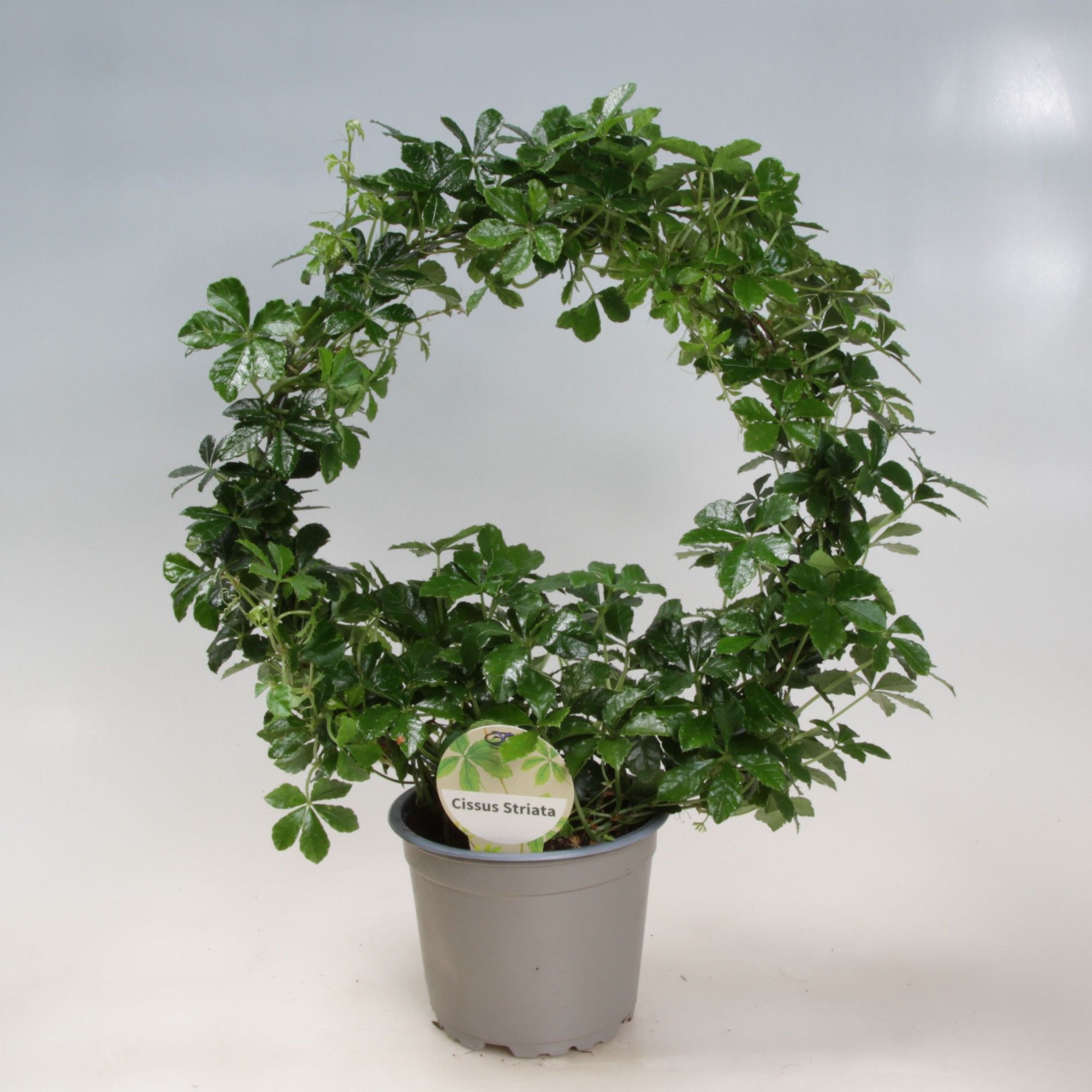 Cissus Striata boog 12 cm, D 12