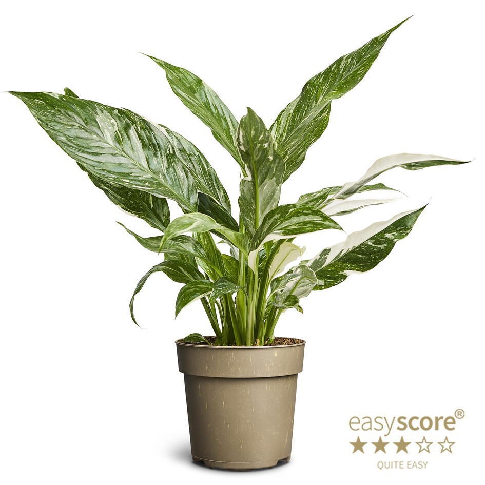 SPATHIPHYLLUM WALLISII, D 11